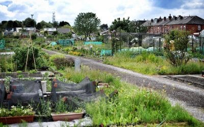 Sapling Road Allotments 