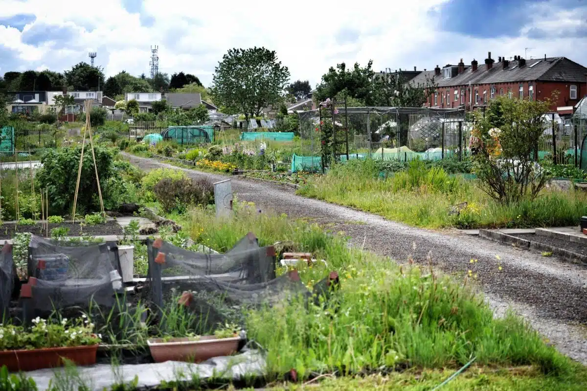 Sapling-Community-Allotments-Example-of-Good-Practice